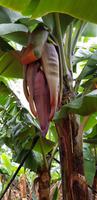 Bananenplantage 