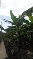 Bananenplantage