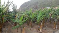 Bananenplantage