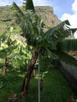 Bananenplantage