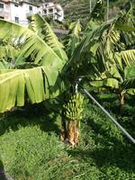Bananenplantage