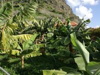 Bananenplantage