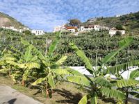 Bananenplantage