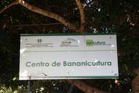 Bananenplantage