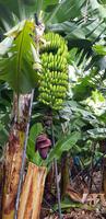 Bananenplantage