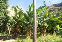 Bananenplantage