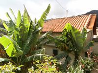 Bananenstaude