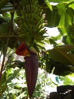 Bananenstaude