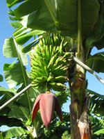 Bananenstaude