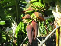 Bananenstaude