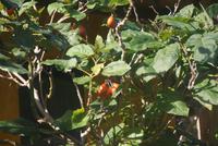 Baumtomate