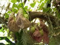 Besuch des Orchideengartens