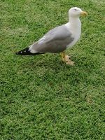 Besuch: Hotelwiese