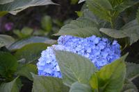 Blühende Hortensie in Viseu