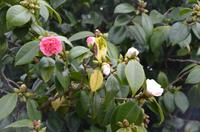 Blüten der Kamelie