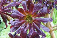 Blandy's Garten (4)