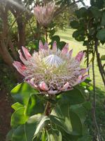 Blandy's Garten Funchal Madeira