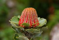 Blandy's Garten