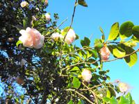Blandys Garden