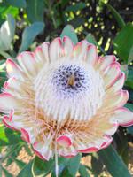 Blandys Garden