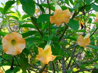 Blandys Garden