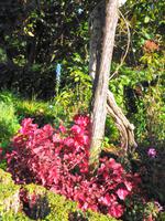 Blandys Garden