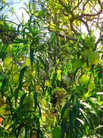 Blandys Garden