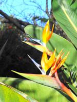 Blandys Garden