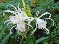 Blandys Garden
