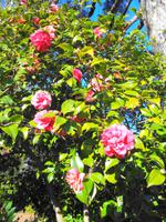 Blandys Garden