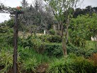 Blandys Garten