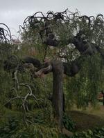 Blandys Garten
