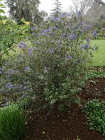 Blandys Garten