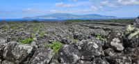 Blick über die Weingärten auf Pico nach Faial