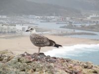 Blick auf Nazaré