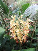 Blumenpracht auf Madeira
