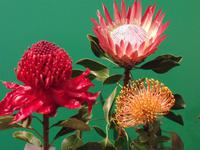 Blumenpracht