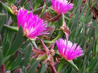 Blumenpracht