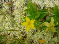 Blumenpracht