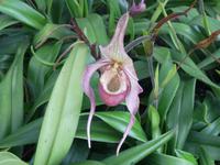 Botanischen Garten Funchal