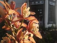 Botanischer Garten Funchal Madeira