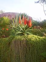 Botanischer Garten Funchal Madeira