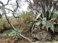 Botanischer Garten Funchal