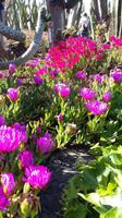 Botanischer Garten Funchal