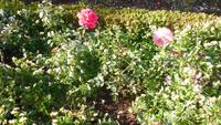 Botanischer Garten