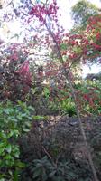 Botanischer Garten