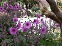 Botanischer Garten