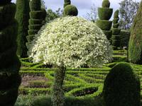 Botanischer garten