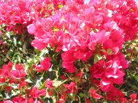 Bougainville