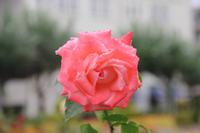 Braga - Rosengarten